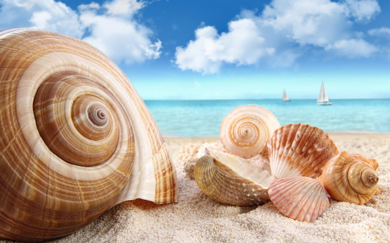 muszelki, natura, nature and landscapes, seashore, plaza, morze, 1080P, shells