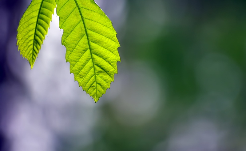 Bosque, Macro, Green, no people, Osona, plant, Life, leafs, day, tree, Vida, bosc, Forest, fragility, verd, outdoors, Viladrau, silenci, beauty in nature