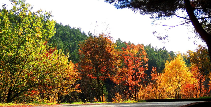 trees, orange, 1080P, green, lucania, autumn Lucania natura paesaggi panorami, yellow, autumn