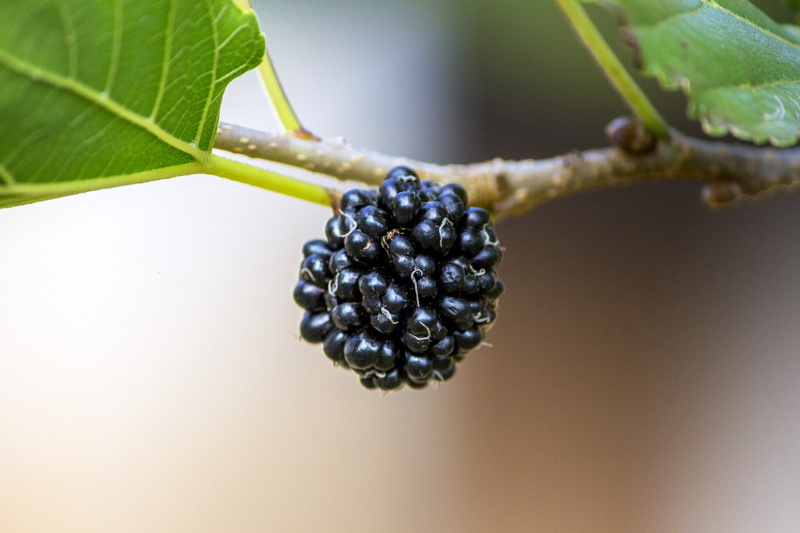fruit, close-up, ripe, blackberry - fruit, branch, violet, 1080P, spring, wellbeing, plant part, food and drink, freshness, no people, outdoors, day, leaf