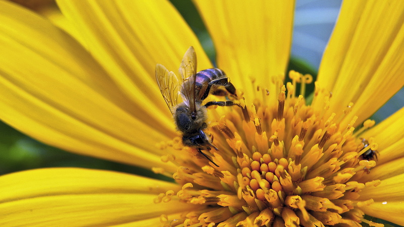 amarillo, inflorescence, invertebrate, pinas, 2K, fragility, avispa, ecuador, flowering plant, yellow, pollination, close-up, beauty in nature, pollen