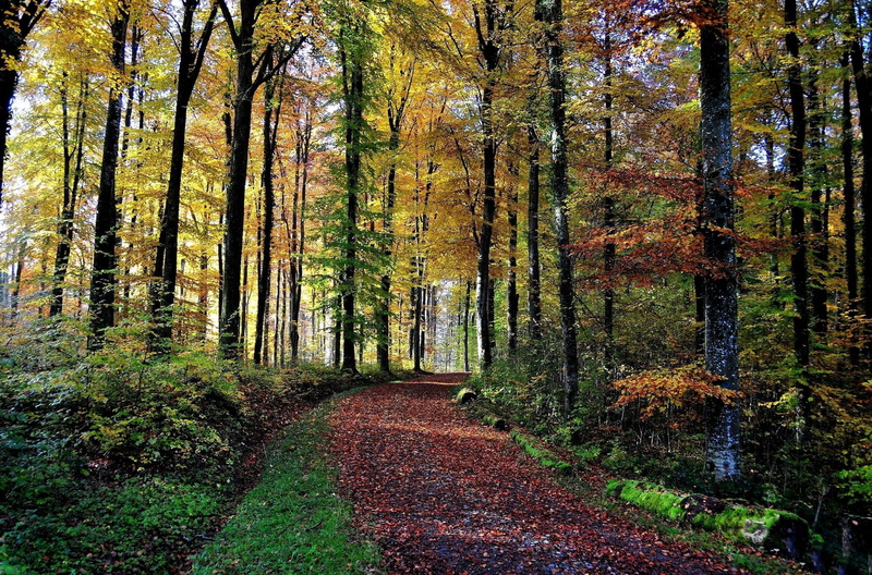 droga, road, nature and landscapes, 1080P, drzewa, forest, natura