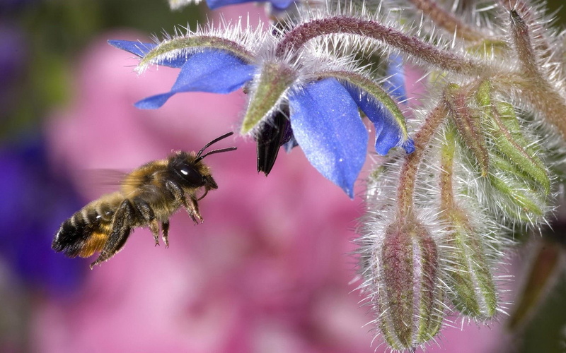 kwiat, petaled, nature and landscapes, honey, niebieski, bee, pszczola, purple, flower, natura, 1080P