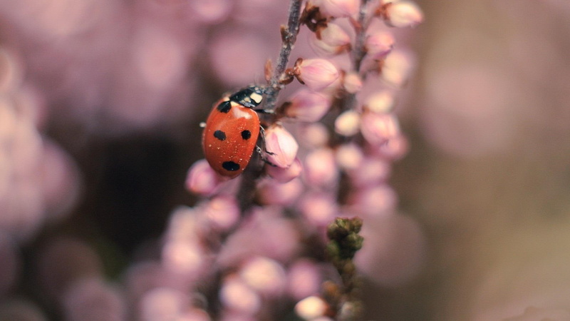 nature and landscapes, flowers, 1080P, biedronka, ladybug, natura, kwiaty, owady