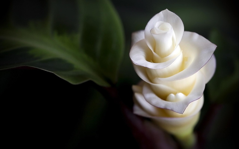 bialy, kwiat, kwiaty, flower, 1080P, white, exotic, nature and landscapes, natura