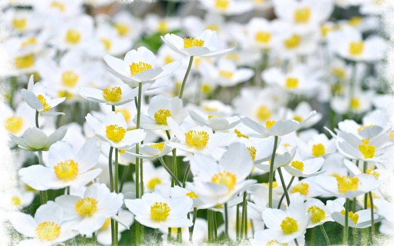 kwiaty, flowers, tiny, natura, 2K, biale, nature and landscapes, drobne, white