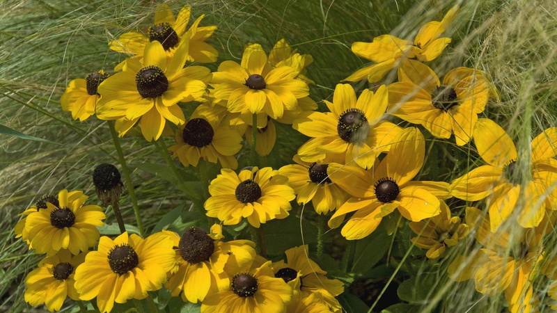 kwiaty, natura, 1080P, zolta, rudbekia, rudbeckia, yellow, nature and landscapes