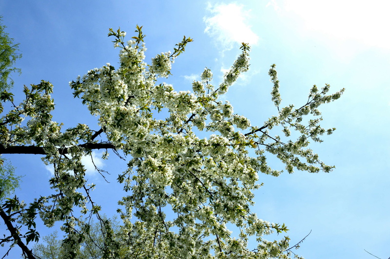 sunlight, sky, plant, no people, branch, sunny, drzewa, tree, kwiaty, natura, wiosna, beauty in nature, blue, low angle view, day, green color, 4K, nature