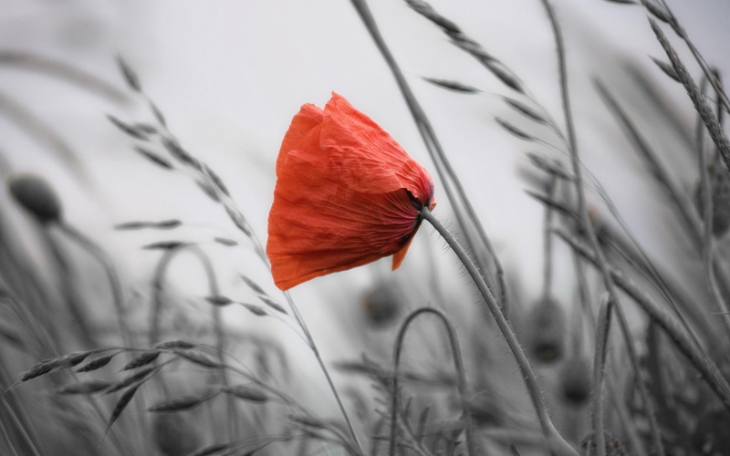kwiat, 2K, flower, kwiaty, natura, maku, poppy, nature and landscapes