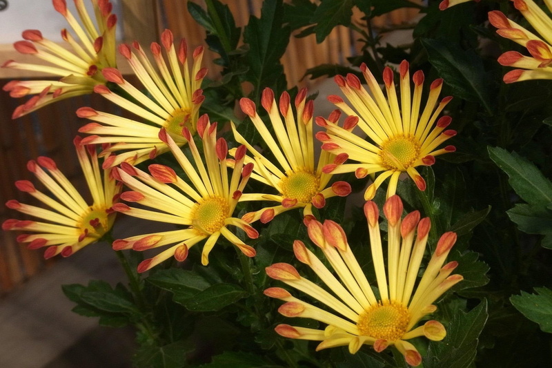 chryzantemy, nature and landscapes, natura, zolte, 1080P, chrysanthemums, yellow, kwiaty