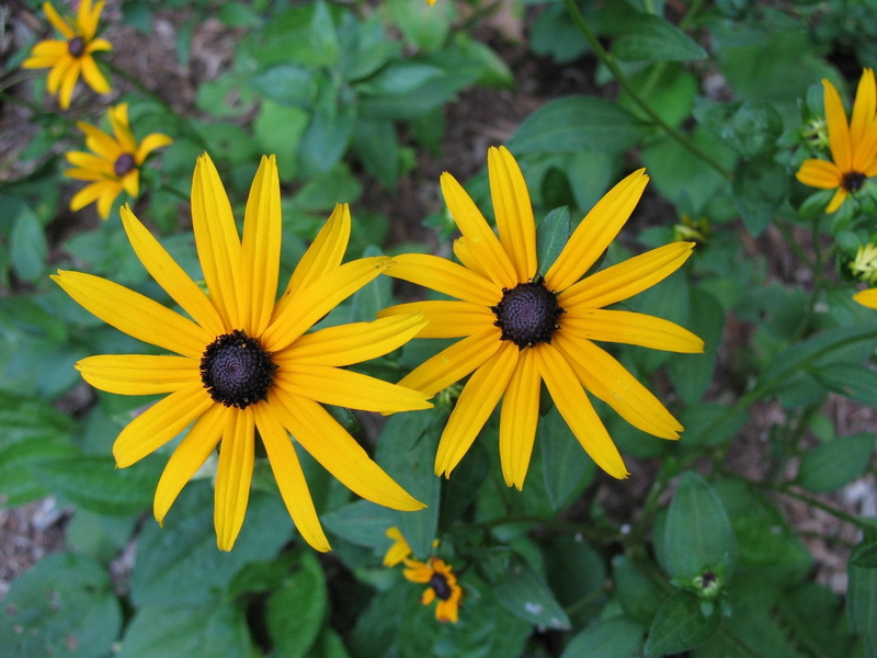kwiaty, rudbekia, zolta, natura, rudbeckia, 1080P, nature and landscapes