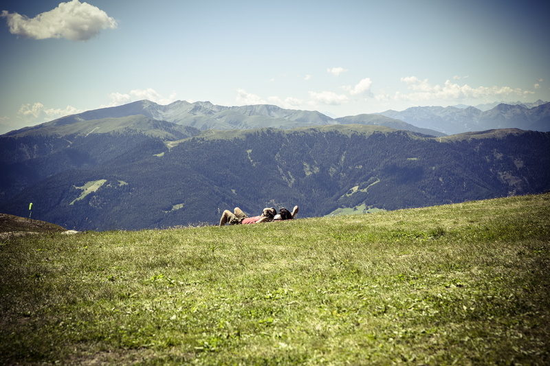 field, habitat, domestic animals, pets, italy, kronplatz, hill, country, forest, corones, destination, animal, environment, plant, formation, herbivorous