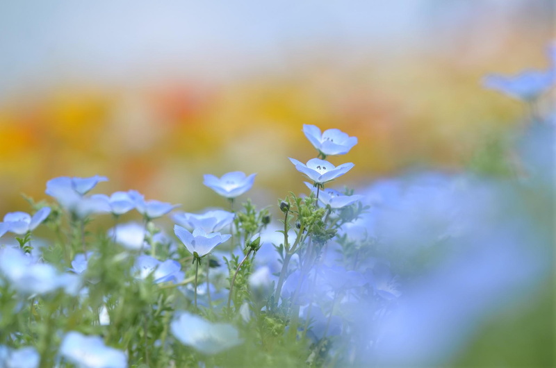 nature and landscapes, delicate, kwiaty, natura, niebieski, 1080P, beautiful