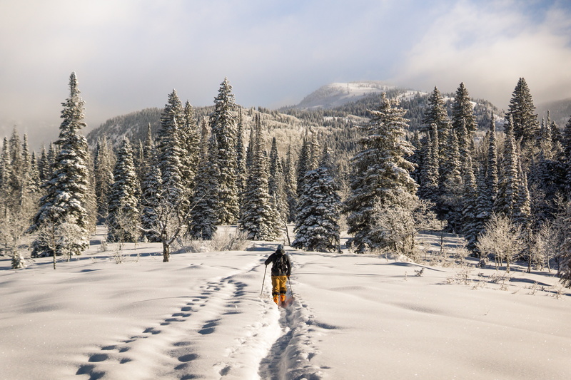 scenics - nature, cloud - sky, day, non-urban scene, plant, sky, snowcapped mountain, skier, snow, tree, winter, land, pine, outdoors, white color, lot