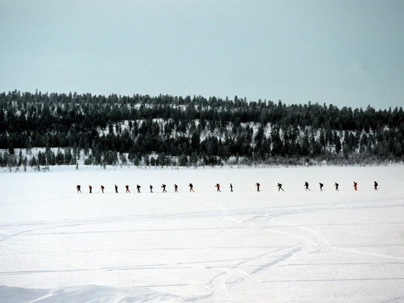 nature, number, day, vertebrate, pine, white color, winter sport, sky, wood, trees, large group of animals, bird, flock of birds, animal themes, group of animals