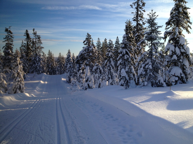 environment, Ski, beauty In Nature, forest, no People, tranquility, covering, nature, plant, ice, skier, frost, 2K, season, Skiing, cold temperature, outdoors