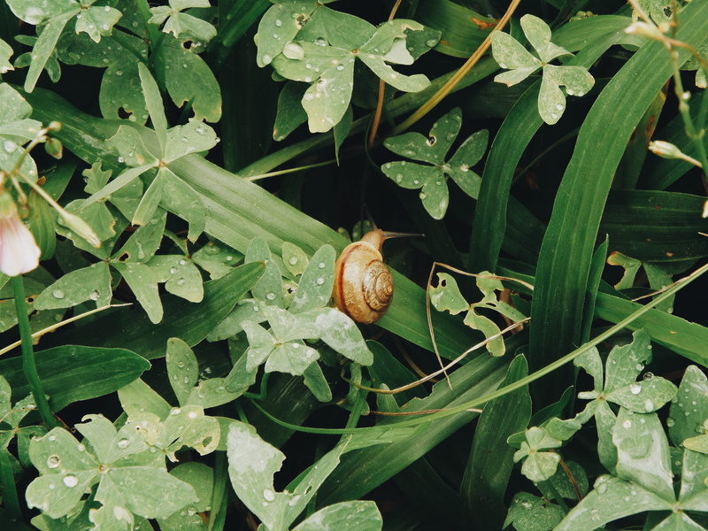 bronze, nature, plant part, rio grande do sul, leaf, no people, blossom, flower, spider, outdoors, slug, animal wildlife, plant, 4K, animal shell, animal themes