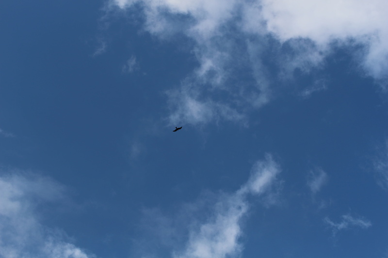 animal, blue, plane, animal themes, mid-air, airplane, sky, day, directly below, bird, nature, cloud - sky, animal wildlife, outdoors, beauty in nature