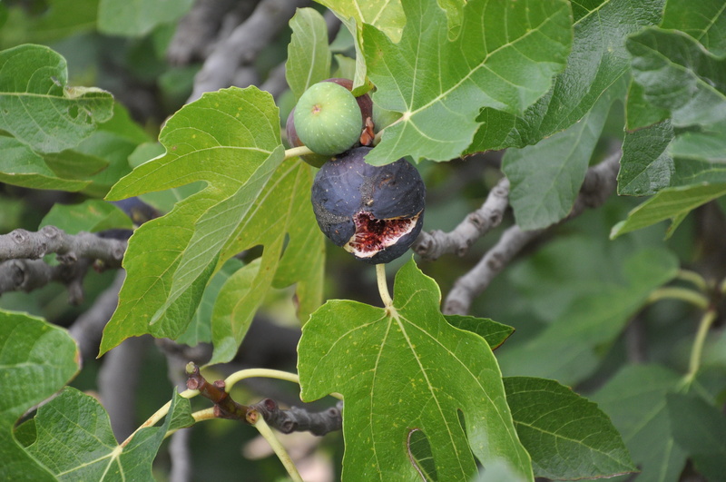 growth, leaf, outdoors, figs, fruit, food and drink, focus on foreground, healthy eating, plant part, day, ripe, 4K, freshness, scanzano, nature, basilicata