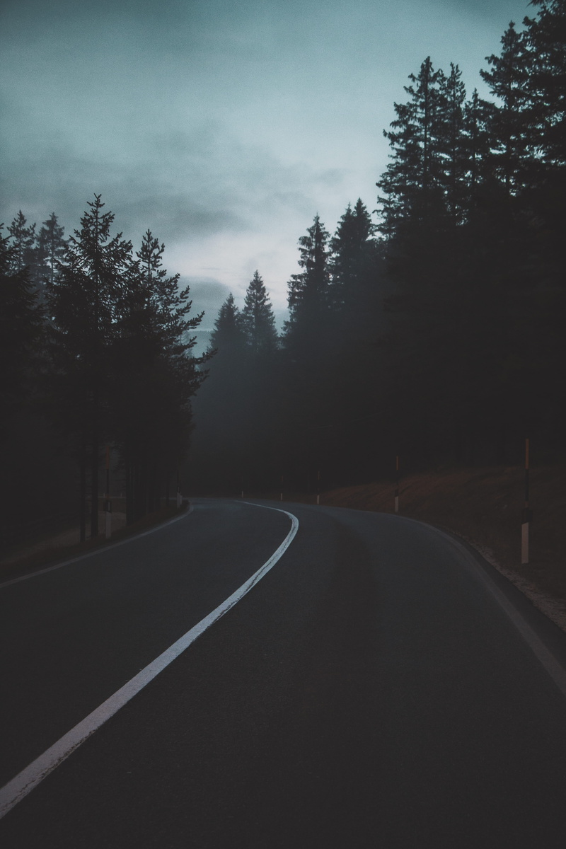 plant, sky, dividing line, trees, marking, daytime, curves, empty road, highway, abies, the way forward, diminishing perspective, shadows, symbol, no people