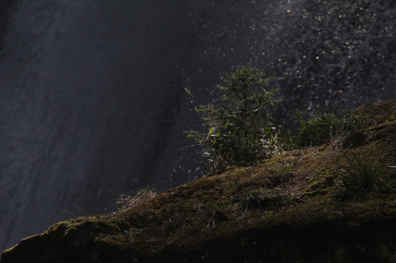moss, italy, land, tranquil scene, forest, rock, nature, water, beauty in nature, 5K, tranquility, night, scenics - nature, waterfalls, tree, low angle view