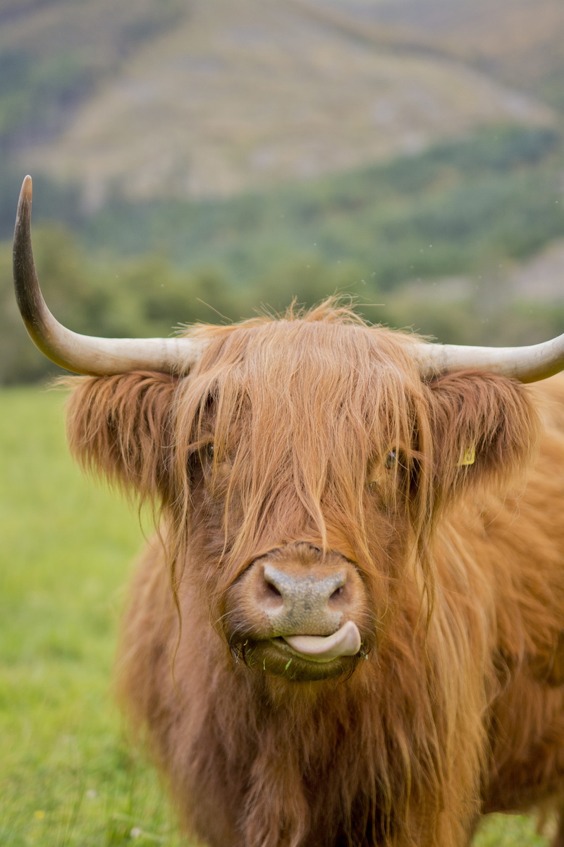 ben nevis, field, animal, cattle, domestic, highland cattle, fort william, vertebrate, one animal, herbivorous, domestic animals, animal themes, united kingdom