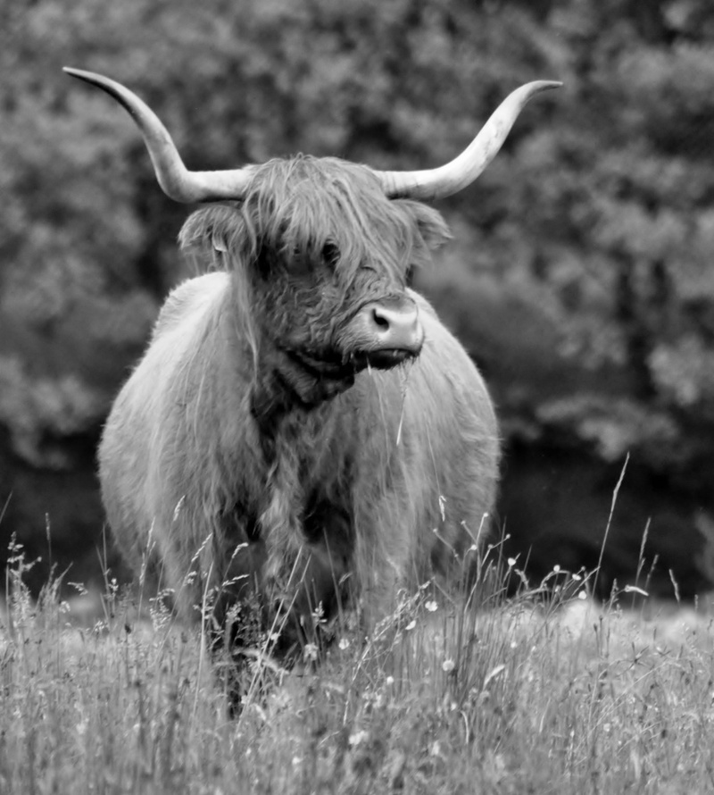 day, pets, grass, no people, 2K, domestic, selective focus, herbivorous, land, horned, domestic animals, nature, animal wildlife, plant, ben nevis, united kingdom