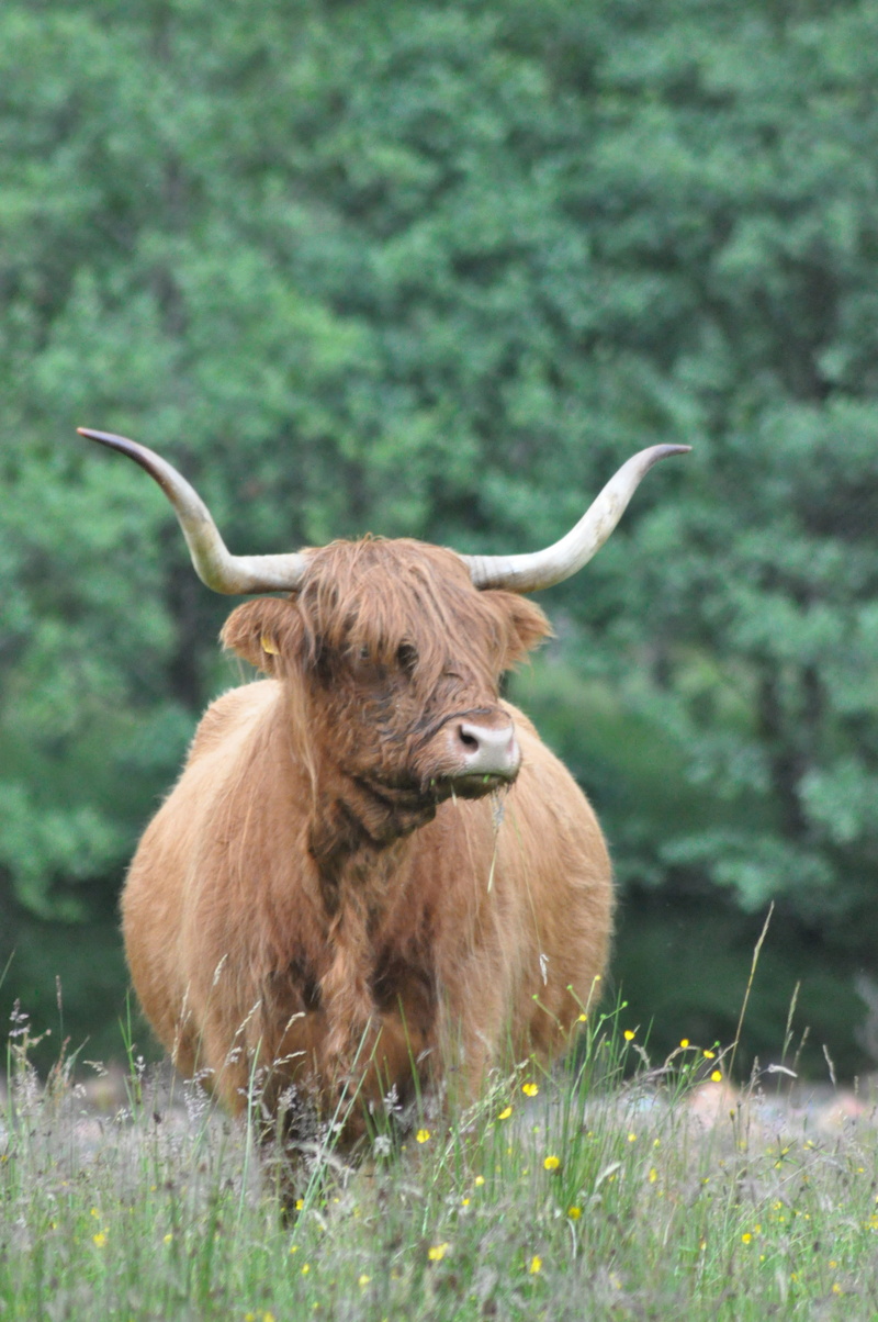 mammal, herbivorous, land, outdoors, ben nevis, field, domestic animals, 4K, vertebrate, highland cattle, one animal, united kingdom, animal wildlife