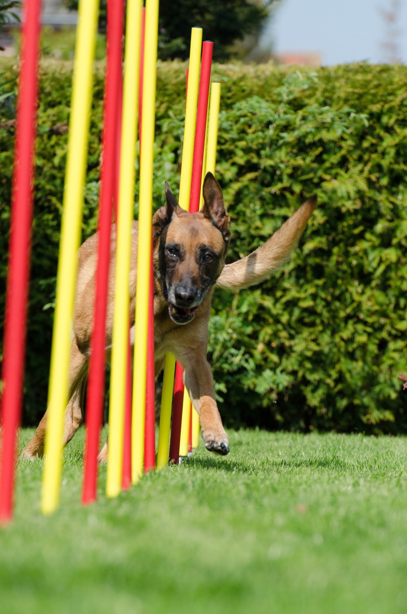 dog, mammal, animal, plant, malinois, outdoors, grass, day, pets, looking at camera, slalom, growth, canine, one animal, selective focus, portrait, 4K