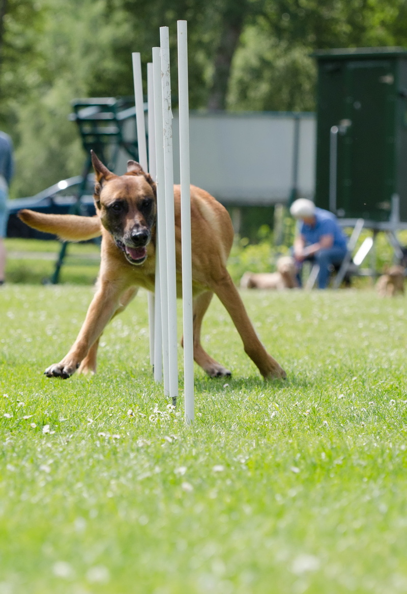outdoors, green color, people, slalom, vertebrate, malinois, trained Dog, motion, grass, running, selective focus, dog, purebred dog, domestic animals