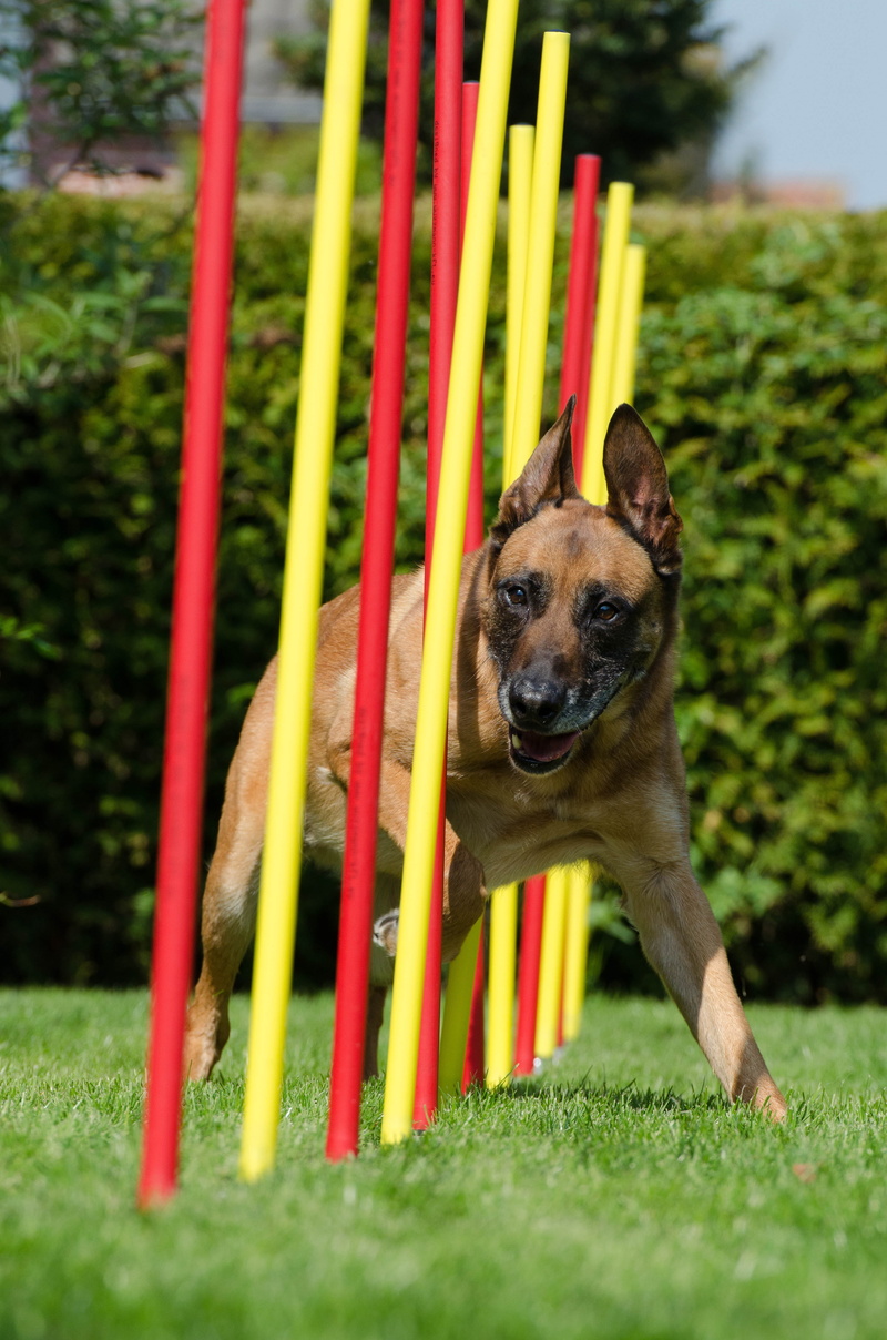 nature, animal, canine, pets, day, adult, agility, sport, grass, field, hundesport, 4K, domestic animals, growth, shepherd, fun, photo, slalom, dog, tan