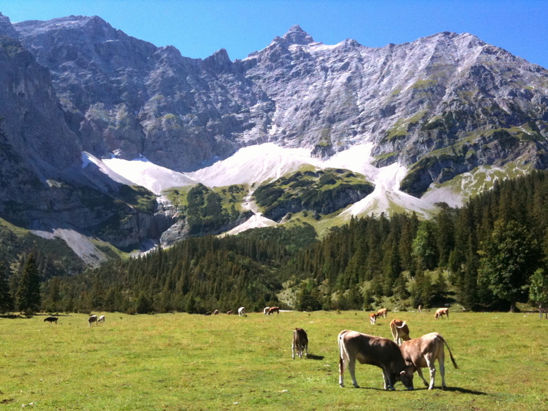 Achensee, mountains, animal, grazing, 720P, trails, Bike Trail, pasture, mountain, near, com, photo, summer, grasslands, mountain biking, mountain bike