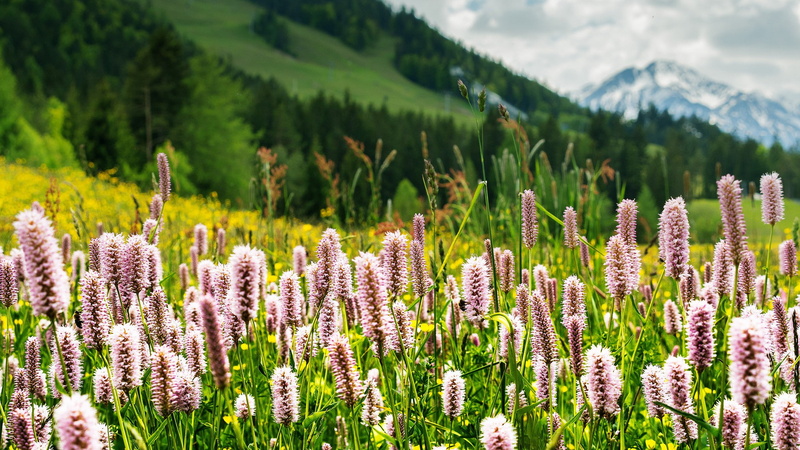 white, flowers, Tyrol, mountains, Alps, field, herbs, Nature, grass, 1080P, Tirol, Seefeld, meadow