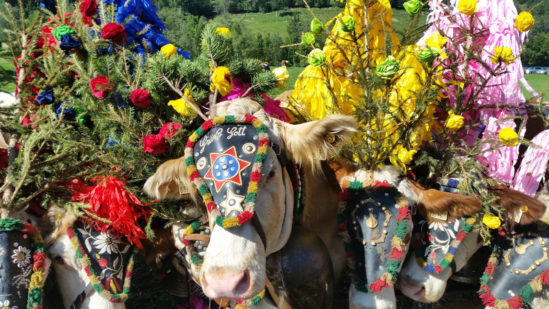 no people, multi colored, clothing, animal, alps, tirol, day, livestock, vertebrate, animal head, animal themes, group of animals, domestic, flower, flowering plant