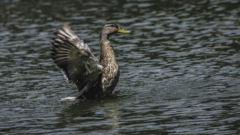 swimming, bird, body, mallard, rippled, daytime, animal wildlife, acqua, day, fly, feathers, water bird, waterfront, 2K, nature, flapping, animal, duck