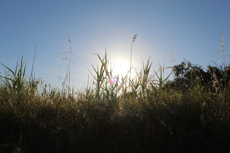 outdoors, tranquility, landscape, plant, 5K, growth, no people, lens flare, clear sky, non-urban scene, flower, day, rocca san felice, sunlight, nature