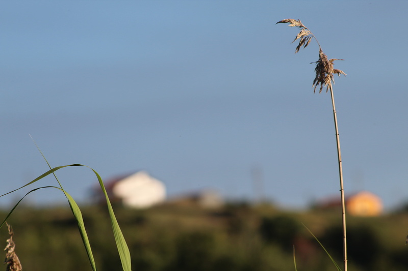 animals in the wild, flying, beauty in nature, tranquility, italy, copy space, plant, day, sky, crop, growth, field, no people, environment, outdoors, landscape