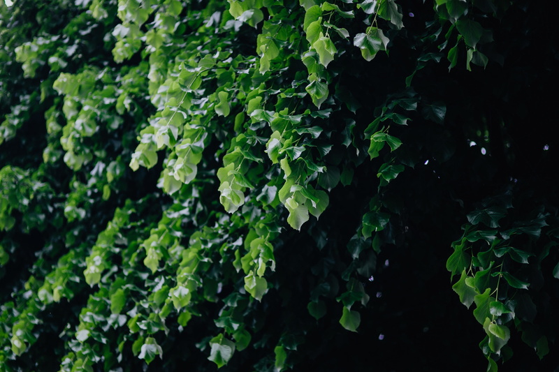plant, full frame, Italy, selective focus, backgrounds, beauty in nature, hedge, freshness, land, municipal, plant part, may, outdoors, green, food, leaf
