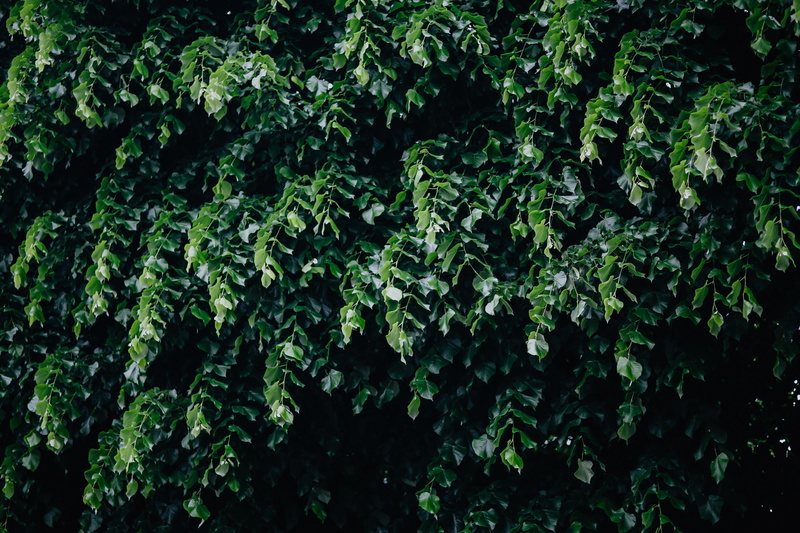 greenery, lush foliage, foliage, full frame, spring, beauty in nature, day, plant part, botany, may, outdoors, green, forest, no people, flora, plant, Italy