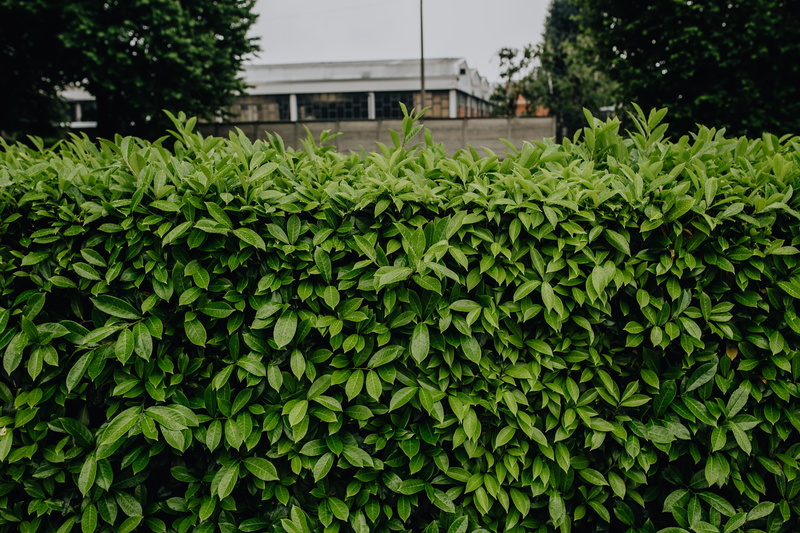 municipal, freshness, foliage, close-up, nature, Italy, no people, hedge, ivy, beauty in nature, outdoors, day, tranquility, 4K, built structure, flora