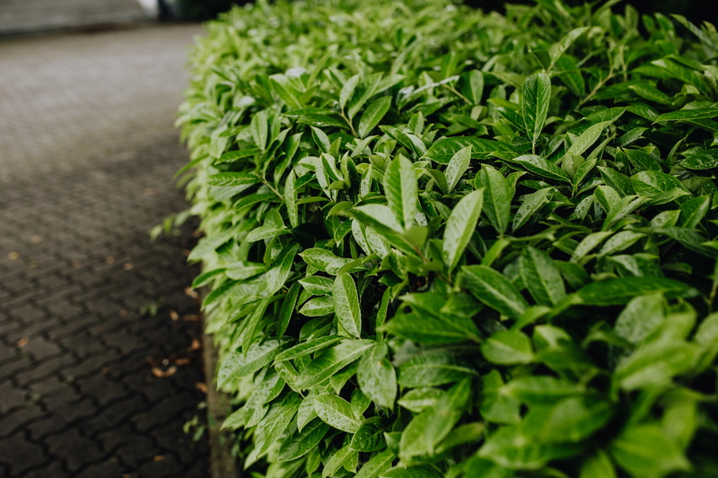 herb, freshness, greenery, selective focus, day, flora, hedge, leaves, nature, plant, no people, healthy eating, Italy, growth, agriculture, green color
