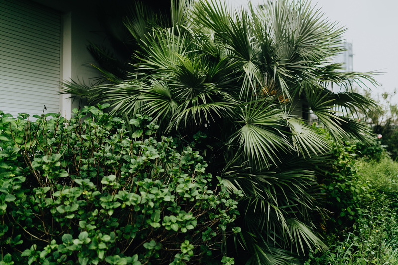 no people, hedge, growth, palm tree, beauty in nature, leaf, architecture, spring, tropical climate, greenery, plant part, municipal, built structure, tranquility