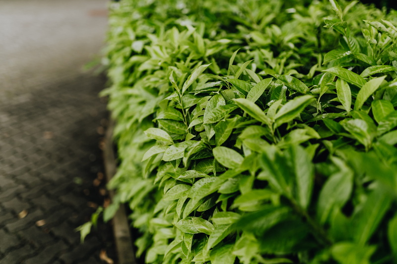 green, hedge, vegetable, close-up, high angle view, leaves, flora, green color, raw food, may, selective focus, nature, greenery, 4K, healthy eating, wellbeing