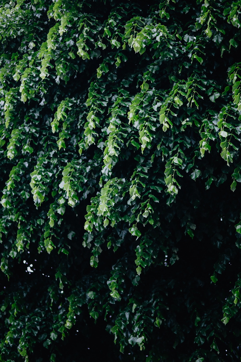 lush foliage, tree, day, Italy, municipal, tranquility, close-up, land, full frame, no people, beauty in nature, freshness, spring, outdoors, foliage, flora