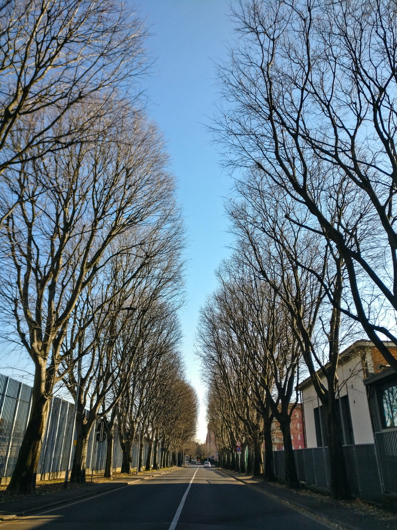 leaves, clear sky, sign, road, transportation, sky, day, winter, no people, inverno, outdoors, tre, building exterior, city, plant, built structure, diminishing perspective