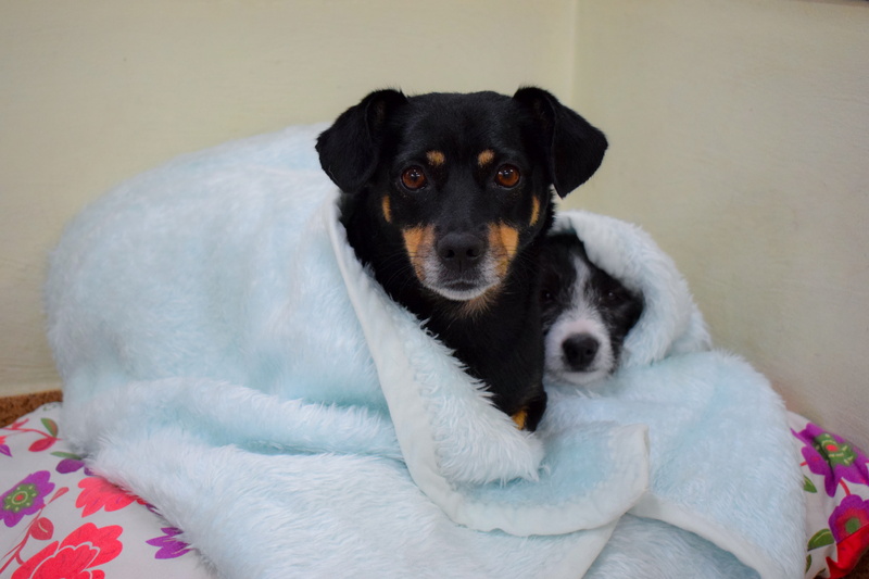 one animal, pet, cachorro, animal themes, pets, winter, no people, vertebrate, looking at camera, inverno, domestic, canine, young animal, cold, puppy