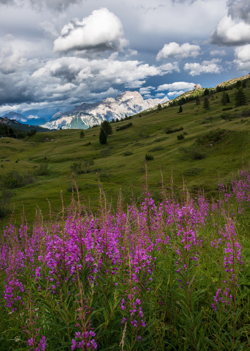 non-urban scene, nature, environment, day, 4K, range, flowering plant, purple, scenics - nature, sunset, falzarego pass, beauty in nature, summer, plateau