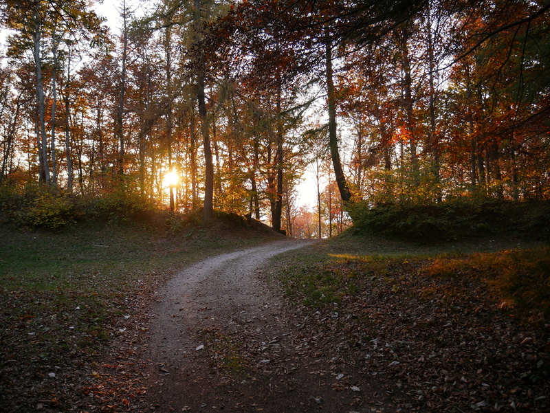 tranquil scene, beauty in nature, pathway, path, non-urban scene, tree, forest, woodland, outdoors, gravel, flora, trees, autumn, transportation, land
