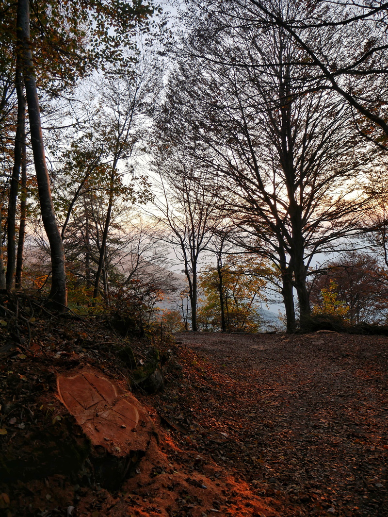 trunk, growth, tree, day, tree trunk, 4K, woodland, tranquility, change, forest, no people, outdoors, nature, beauty in nature, direction, land, autumn