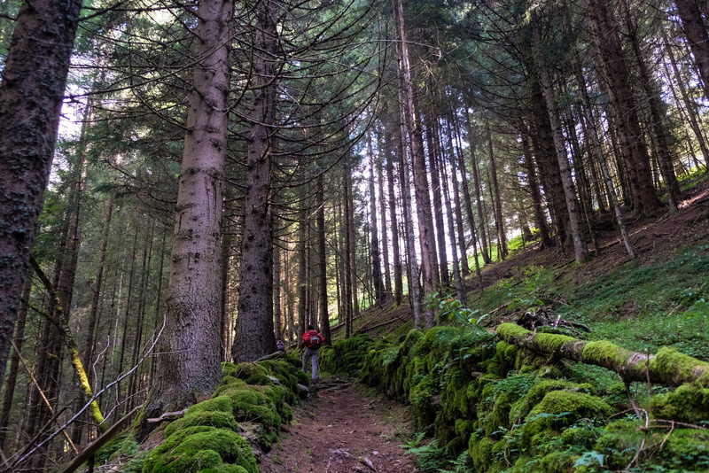 diminishing perspective, trail, trunk, real people, province of trento, tranquility, flora, one person, moss, conifer, person, tree trunk, direction, growth
